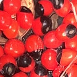 Peonya Seeds 