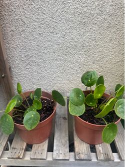 Chinese money plant/ufo