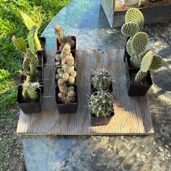 2” Cactus 