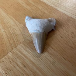 Fossilized Shark Tooth