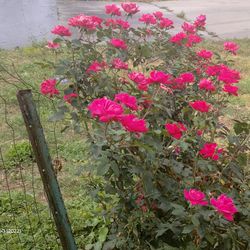 Big Rose Bush