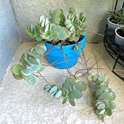 Kalanchoe  Marnieriana  Plant 
