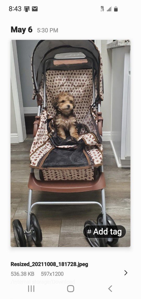 Louis Vuitton Dog Stroller