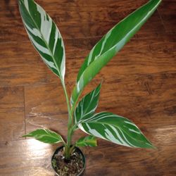 Variegated Musa Banana Tree Plant (pls Read Description Below)