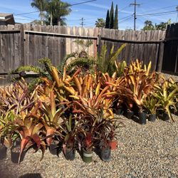 Bromeliads Plants 