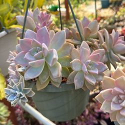 Ghost Succulent Plant 8” Hanging Pot 