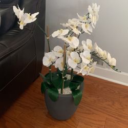 Arrangements Realistic White 