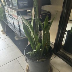 Snake Plant 