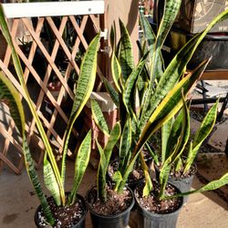 Sansevieria Snake Plant 