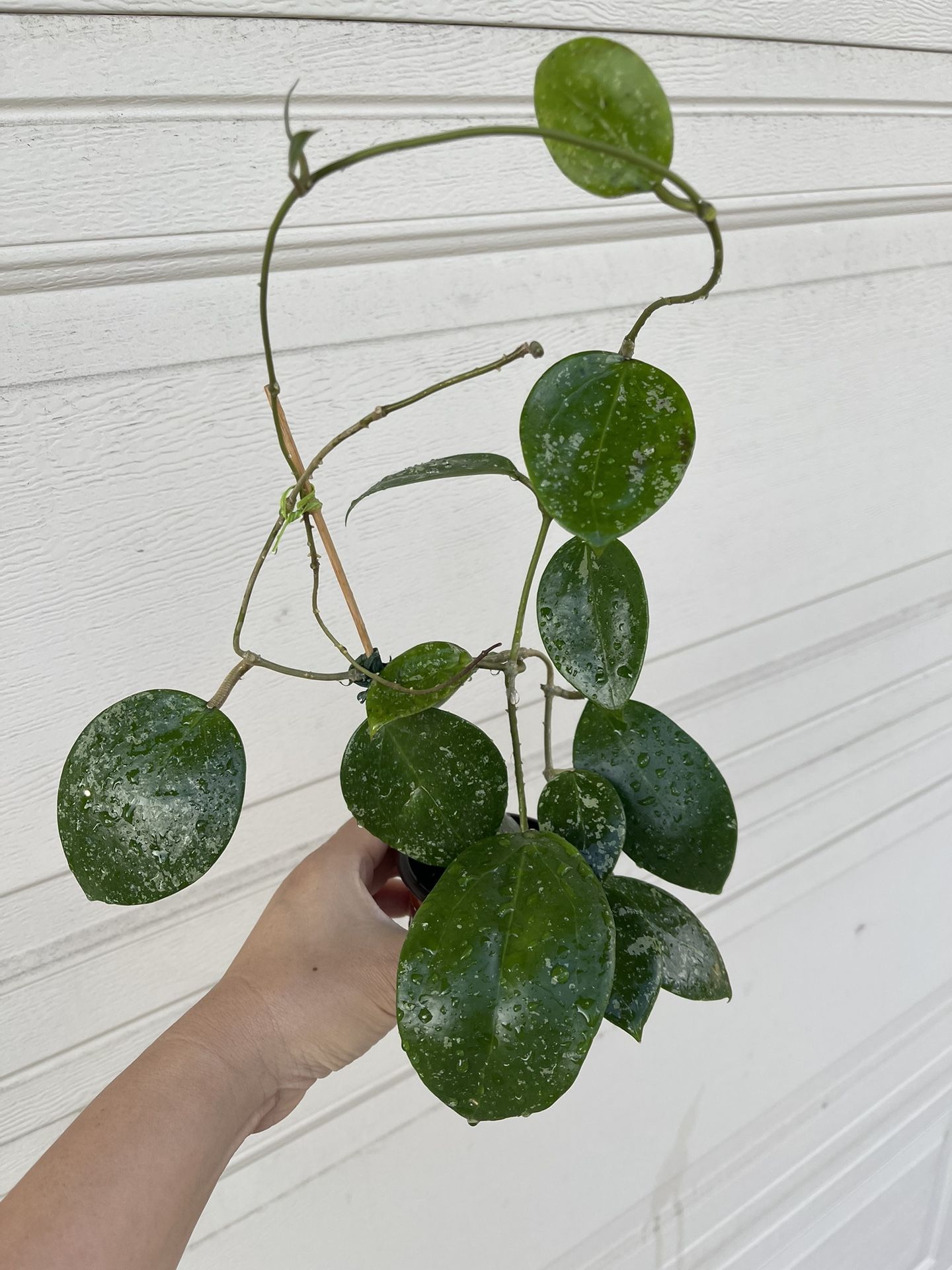 Hoya Parasitica Splash Plant