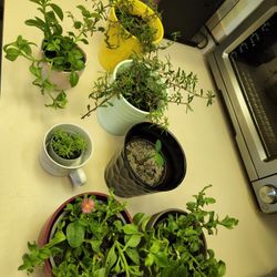 Succulents.  $10 Each