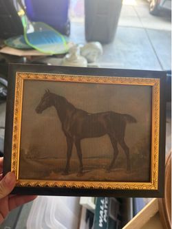 Stallion photo