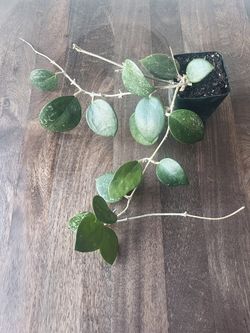 Hoya plant in 4" plastic pot 