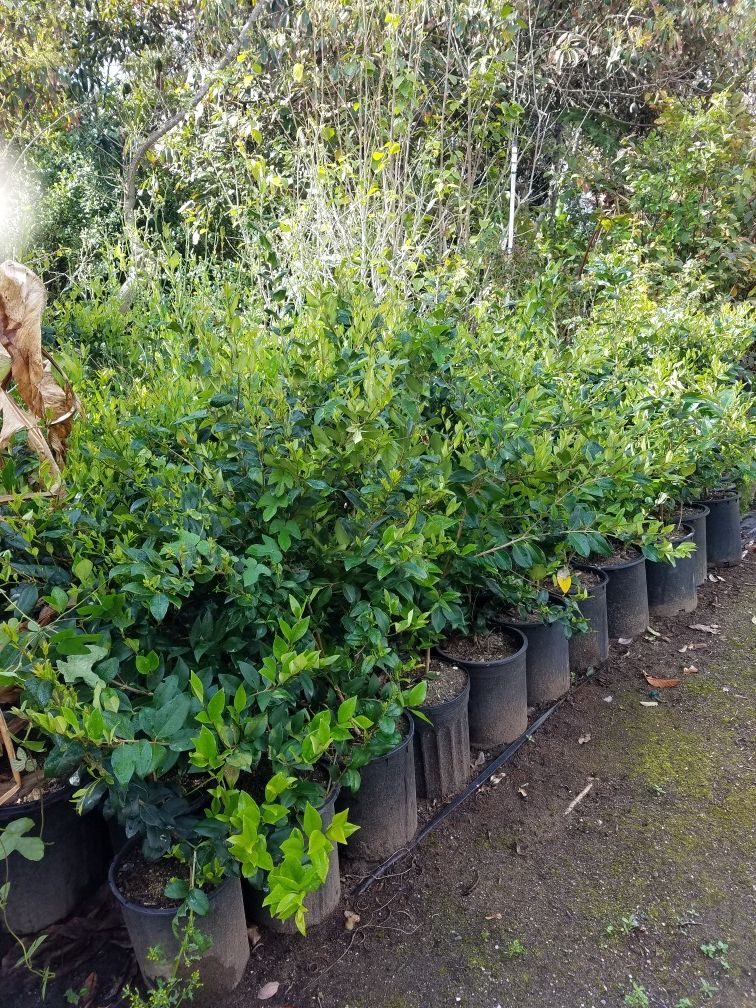 WAX LEAF PRIVET LAGUSTRUM PODOCARPUS BOUGAINVILLEA BOWER VINES FRUIT TREES SHADE PINES PALMS SHRUBS SUCCULENTS BUSHES BAMBOO 5GALLONS