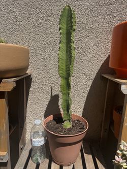 Tall Euphorbia Cactus