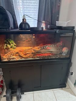 aquarium/terrarium for Ball Python