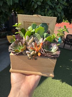 Pretty Succulent Arrangement