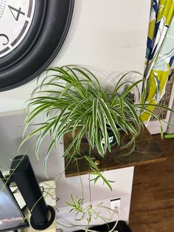 Spider plant 🪴/with baby trailers