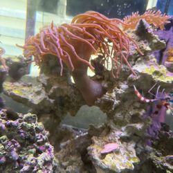 Salt Water Anemone 