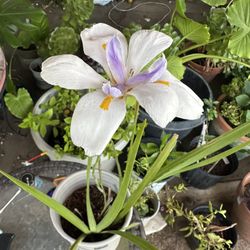 Outside Plant 