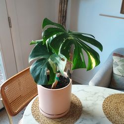 Live monstera Thai Constellation plant 8 inch pink pot included