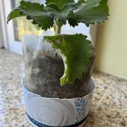 Cuban Oregano Plant