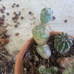 Cactus 