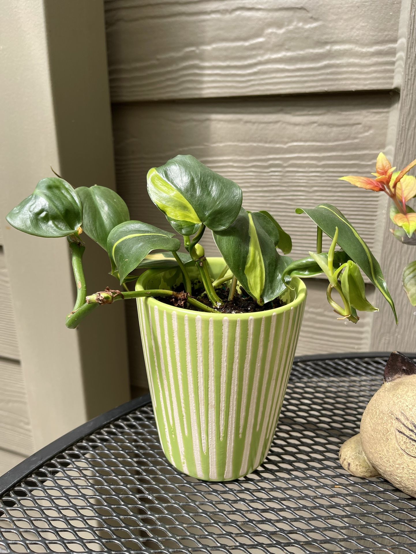 🎁Philodendron Brazil Trailing House Plant With Beautiful Foliage In 4”H Ceramic Pot.