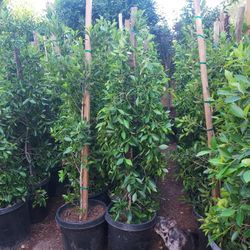 Ficus Nítida Columnas 