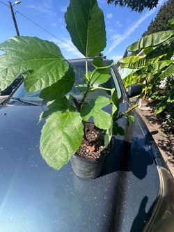 Fig Tree Starter Plant in Pot