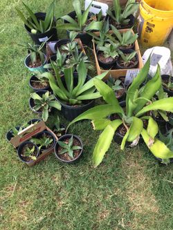 Agave cactus