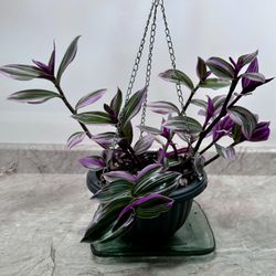 Beautiful Tradescantia Nanouk Plant 🪴 