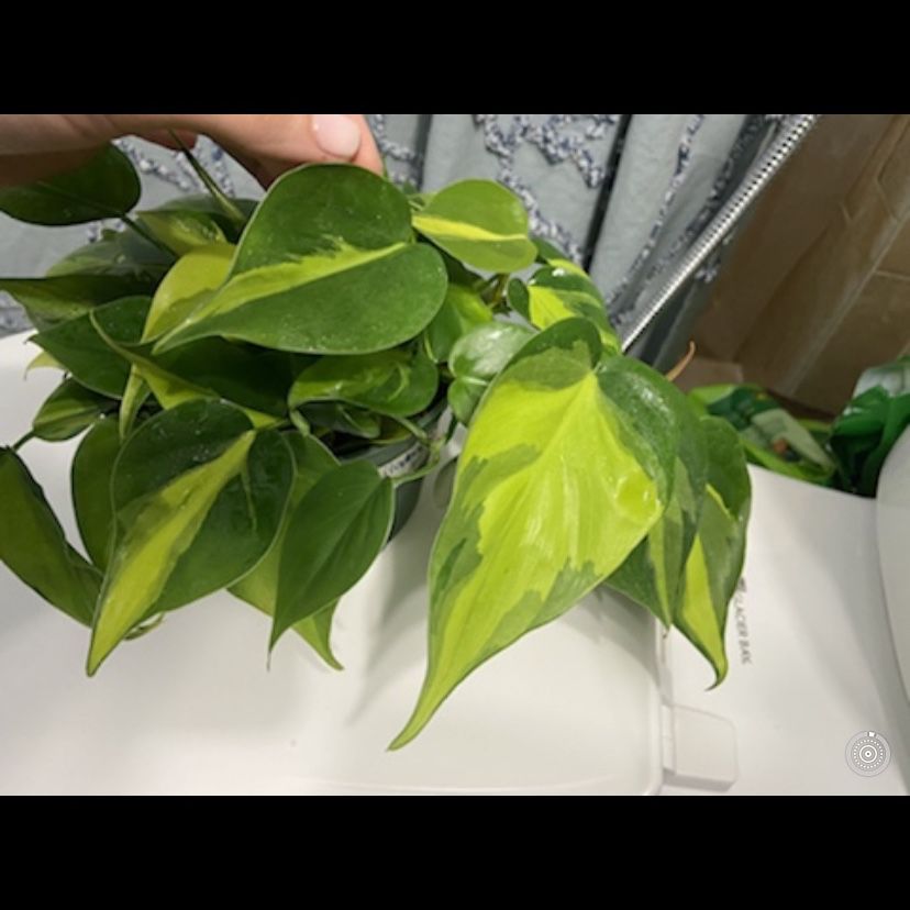 Brazil Philodendron Cutting