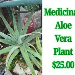 Medicinal Aloe Vera Plant