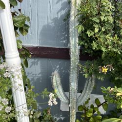 Rare Cactus 4.5 Tall in 5 Gallons Pot 