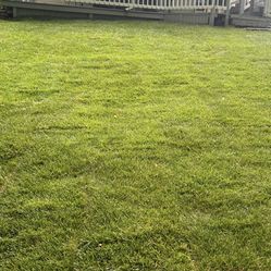 Tall Fescue 