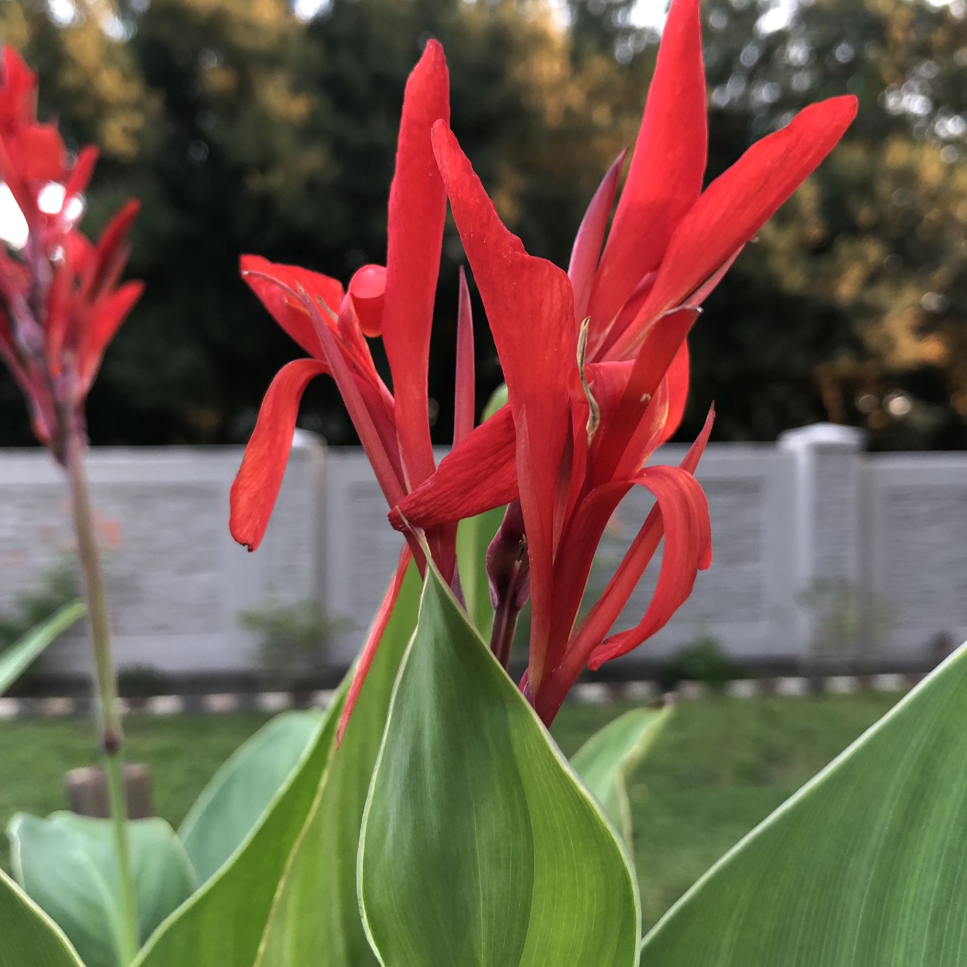Beautiful Red Canna Plants