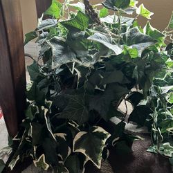 Natural looking English Ivy With Basket