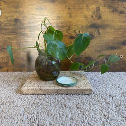 Jade Pothos Plant in Glass