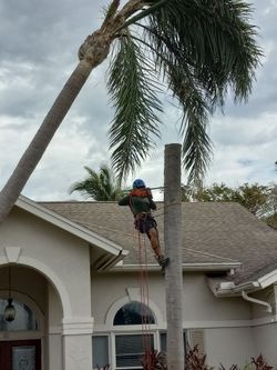 Dead palm Removal