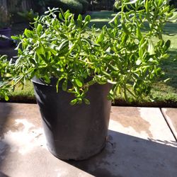 Beautiful Healthy Plant