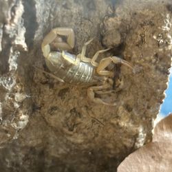 arizona bark scorpion 