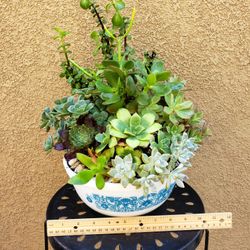 Succulent Arrangement