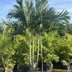 Christmas palms about 7  feet tall Instant privacy Hedge and decoration $75