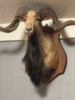Corsican Ram