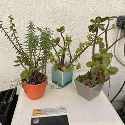 Set Of 3 Cute Pot Full Of Succulents.  