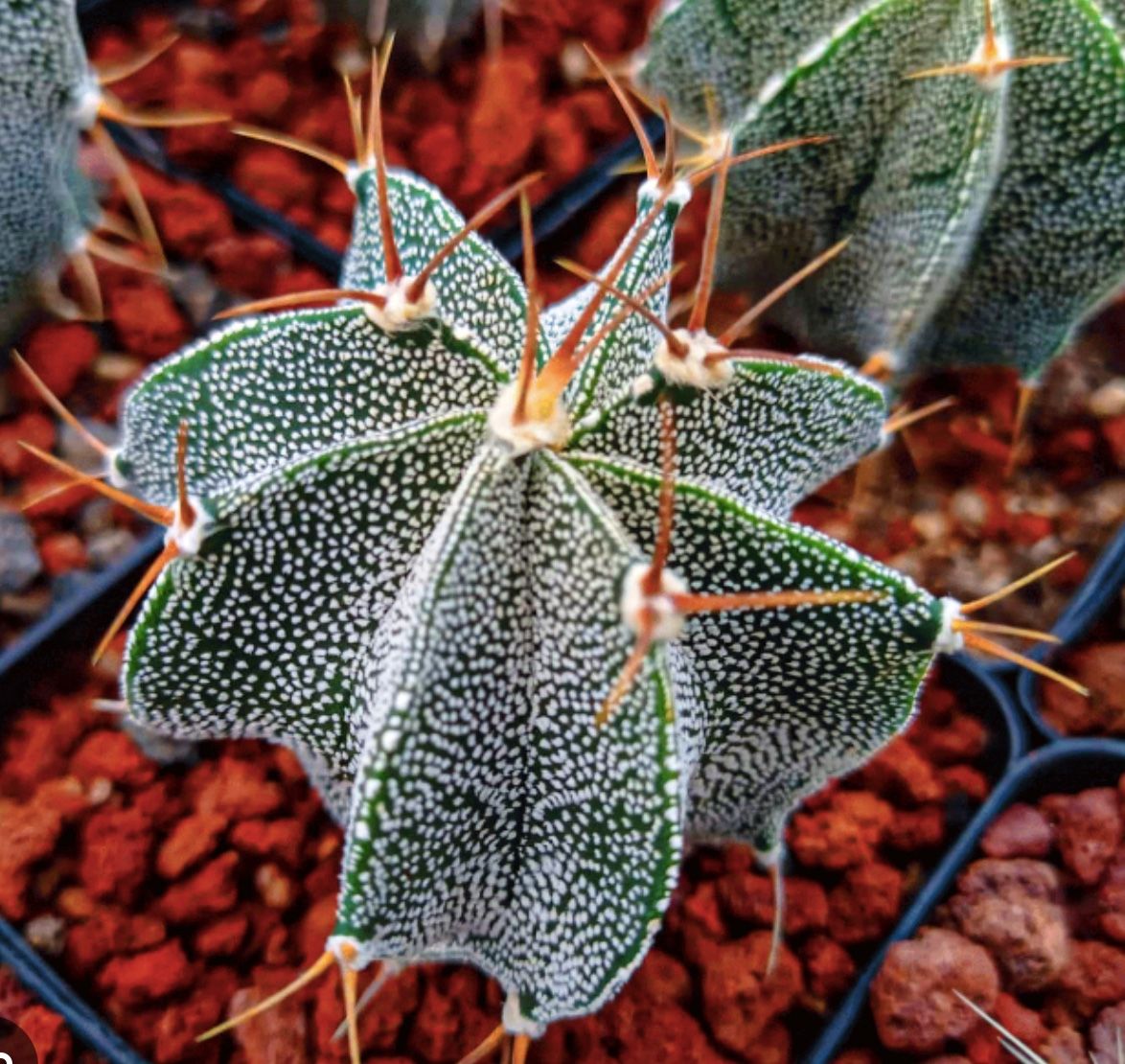 Astrophytum Ornatum πͺ΄π΅