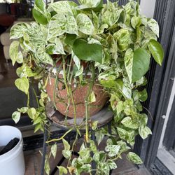 Large Pothos