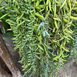 String Of Bananas 