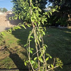 Uña De Gato Plant Medesinal 